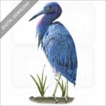 Little Blue Heron stock image