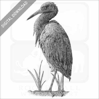 Little Blue Heron