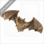 Little Brown Bat stock image