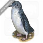 Little Penguin stock image