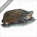 Loggerhead Musk Turtle stock image