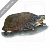 Loggerhead Musk Turtle stock image