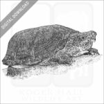 Loggerhead Musk Turtle
