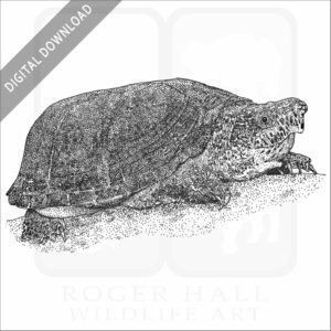 Loggerhead Musk Turtle