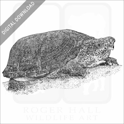 Loggerhead Musk Turtle