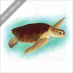 Loggerhead Sea Turtle stock image