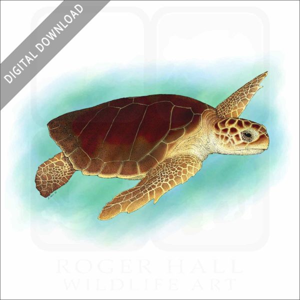 Box Turtles of the United States Poster Print