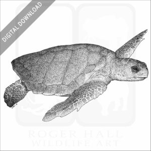 Loggerhead Sea Turtle