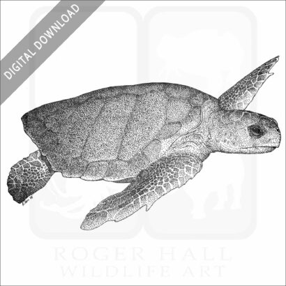 Loggerhead Sea Turtle
