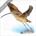 Long-Billed Curlew stock image