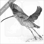 Long-Billed Curlew