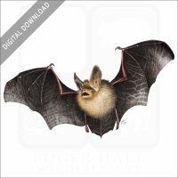 Long-Eared Bat stock image