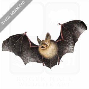 Long-Eared Bat stock image