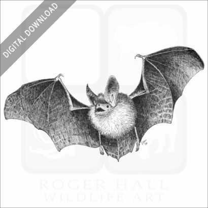 Long-Eared Bat
