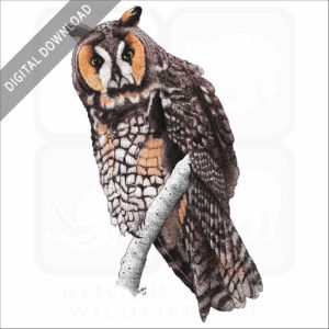 Long-Eared Owl stock image