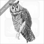 Long-Eared Owl