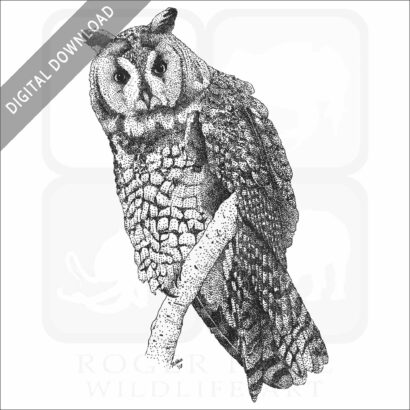 Long-Eared Owl
