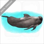Long-Finned Pilot Whale stock image