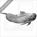 Long-Finned Pilot Whale