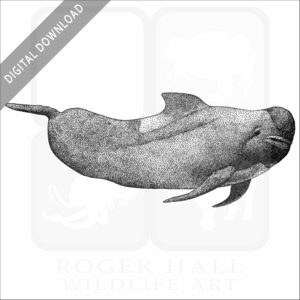 Long-Finned Pilot Whale