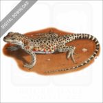 Long-Nosed Leopard Lizard stock image