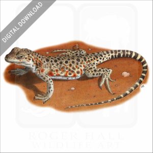 Long-Nosed Leopard Lizard stock image