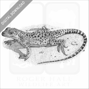 Long-Nosed Leopard Lizard