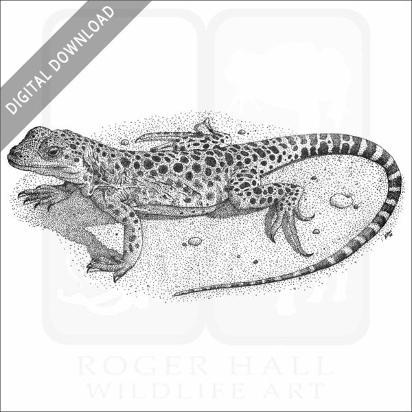 Long-Nosed Leopard Lizard
