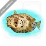 Long-Spine Porcupinefish stock image