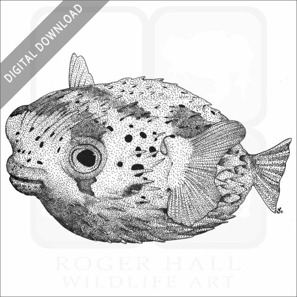 Long-Spine Porcupinefish