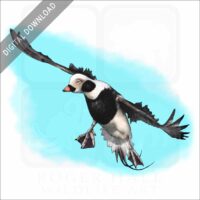 Long-Tailed Duck stock image