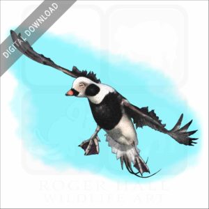 Long-Tailed Duck stock image