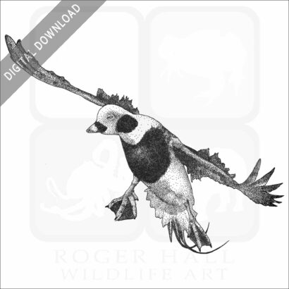 Long-Tailed Duck