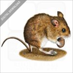 Long-Tailed Field Mouse stock image