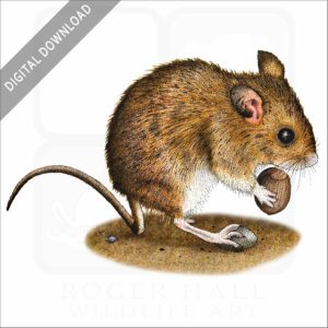 Long-Tailed Field Mouse stock image