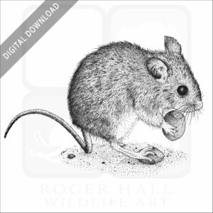 Long-Tailed Field Mouse
