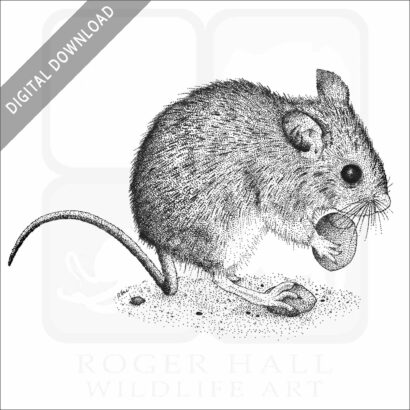 Long-Tailed Field Mouse