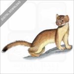 Long-Tailed Weasel stock image