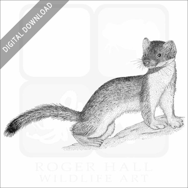 Long-Tailed Weasel