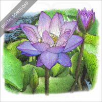 Lotus Flower Plant stock image