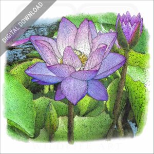 Lotus Flower Plant stock image