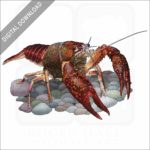 Louisiana Crawfish stock image