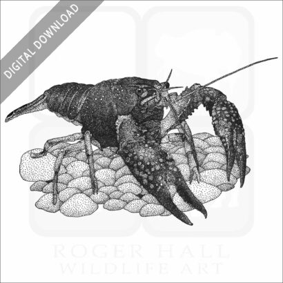 Louisiana Crawfish