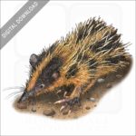 Lowland Streaked Tenrec stock image