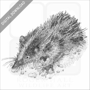 Lowland Streaked Tenrec