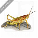 Eastern Lubber Grasshopper stock image