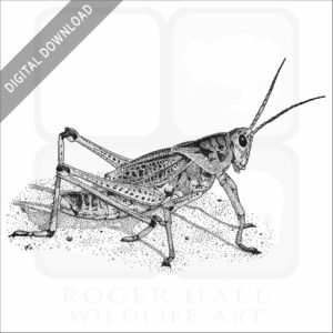 Eastern Lubber Grasshopper