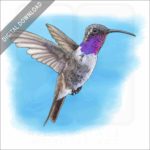 Lucifer Sheartail or Lucifer Hummingbird stock image