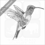 Lucifer Sheartail or Hummingbird
