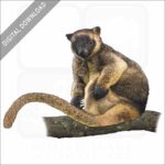 Lumholtz's Tree-Kangaroo stock image